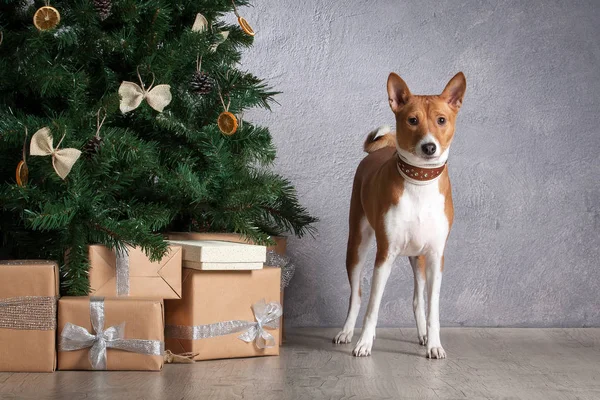 Pes. Basenji na vánoční pozadí — Stock fotografie