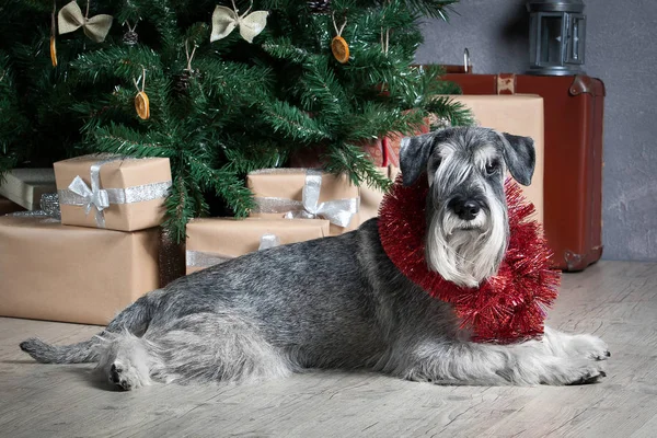 犬。クリスマスの背景にミニチュア ・ シュナウザー — ストック写真