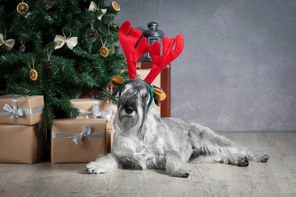 Hund. Dvärgschnauzer på jul bakgrund — Stockfoto
