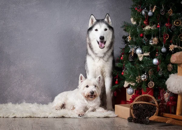 Perro. Husky siberiano y West Highland White Terrier en Navidad Imágenes de stock libres de derechos