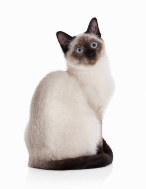 Kedi. Beyaz arka plan üzerinde Tay yavru kedi