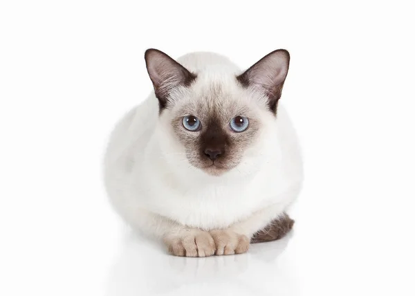 Кэт. Тайский котенок на белом фоне — стоковое фото