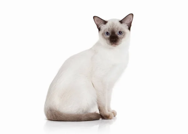 고양이입니다. 흰색 바탕에 타이어 고양이 — 스톡 사진