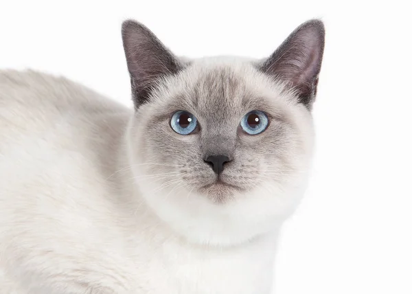 Cat. Thai kitten on white background — Stock Photo, Image