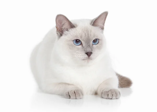 Cat. Thai kitten on white background — Stock Photo, Image