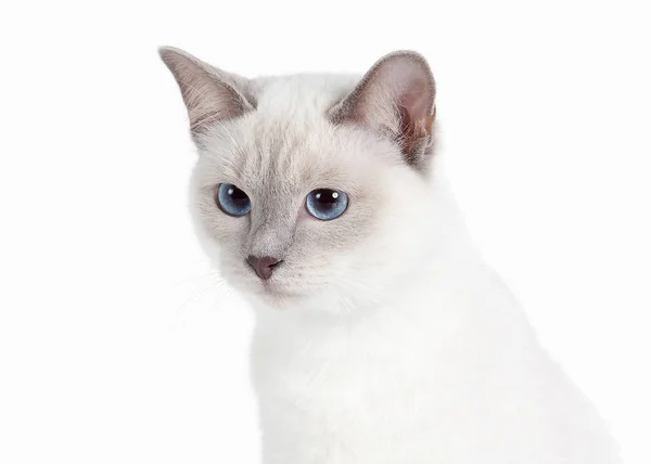 Cat. Thai kitten on white background — Stock Photo, Image