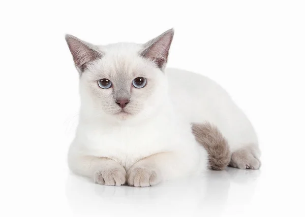 猫。白い背景の上のタイの子猫 — ストック写真
