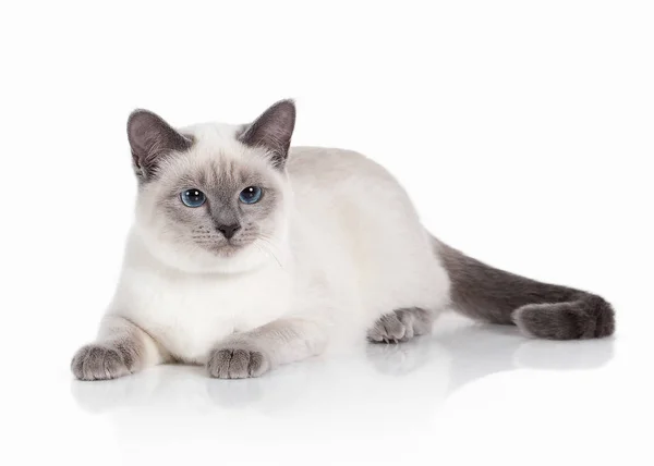 Gato. Gatinho tailandês no fundo branco — Fotografia de Stock