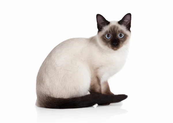 ¡Cat! Gatito tailandés sobre fondo blanco Imagen de archivo