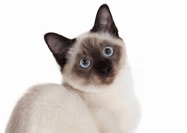 ¡Cat! Gatito tailandés sobre fondo blanco Fotos de stock