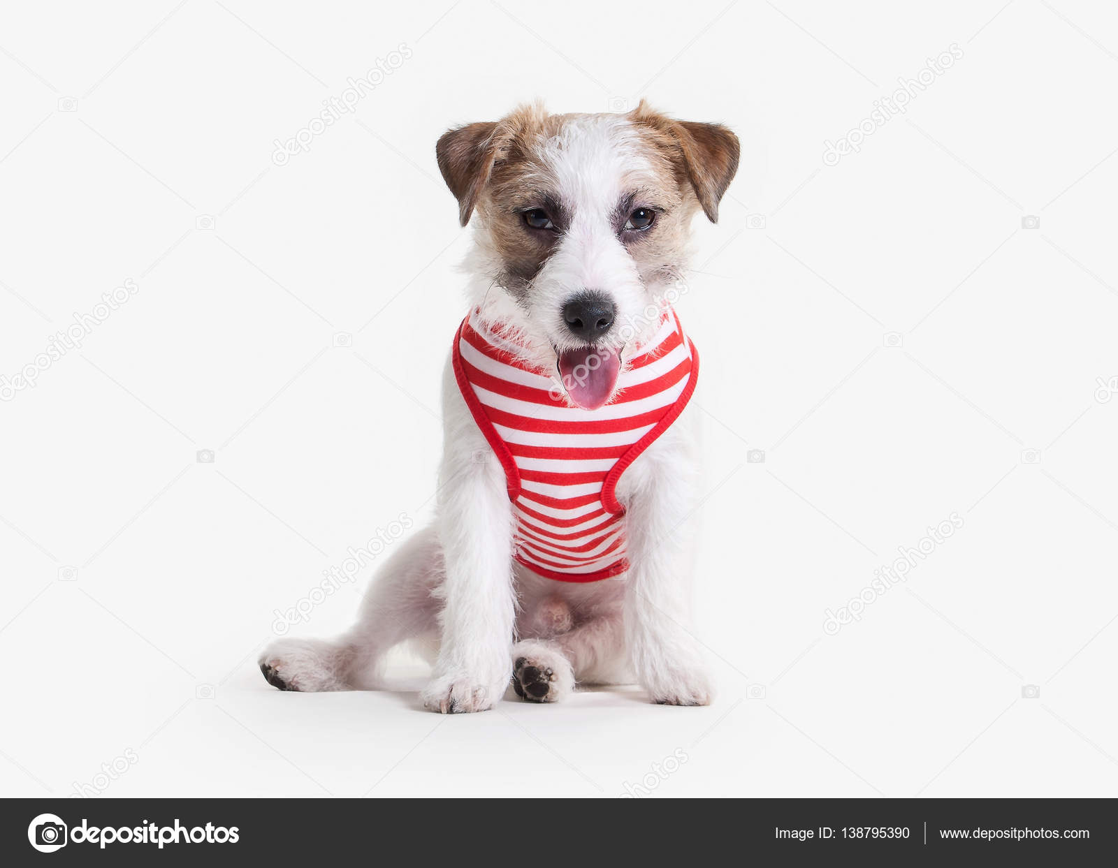 Cane Cucciolo Di Jack Russell Terrier Su Priorità Bassa Bianca