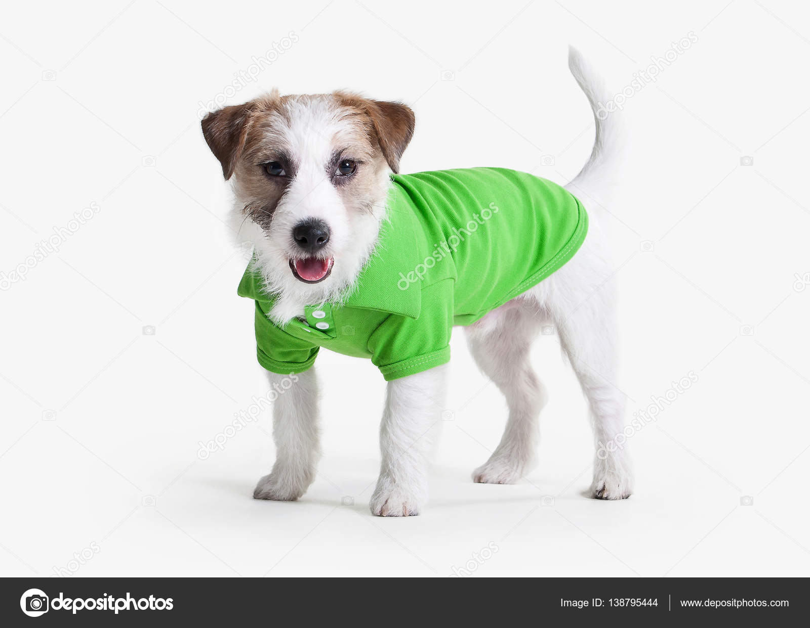 Dog Jack Russell Terrier Puppy On White Background Stock Photo