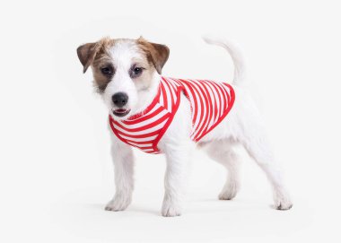 Köpek. Beyaz arka plan üzerinde Jack russell terrier köpek yavrusu