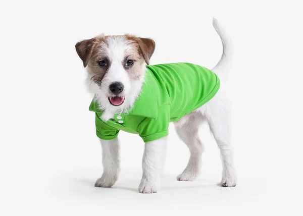 Köpek. Beyaz arka plan üzerinde Jack russell terrier köpek yavrusu — Stok fotoğraf
