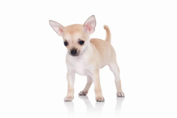 Köpek. Beyaz arka plan üzerinde Chihuahua köpek yavrusu — Stok fotoğraf