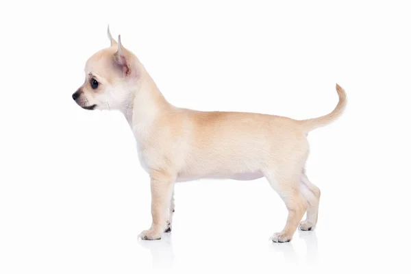 Dog. Chihuahua puppy on white background — Stock Photo, Image