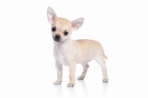 Pes. Čivava štěně na bílém pozadí — Stock fotografie