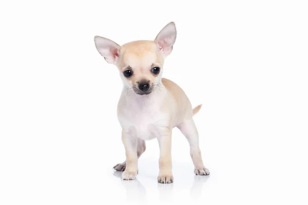 Chien. Chihuahua chiot sur fond blanc — Photo