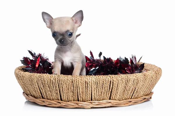 Cão. Chihuahua cachorro no fundo branco — Fotografia de Stock