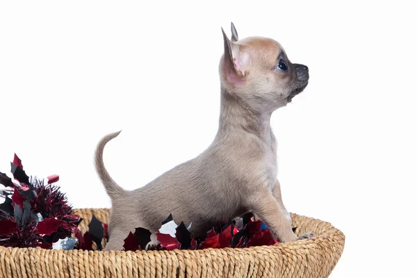 Hund. Chihuahua valp på vit bakgrund — Stockfoto