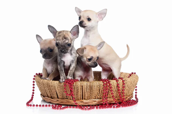 Dog. Chihuahua puppy on white background — Stock Photo, Image