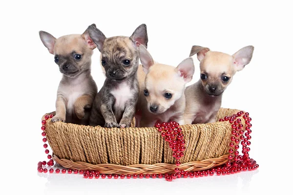 Dog. Chihuahua puppy on white background — Stock Photo, Image