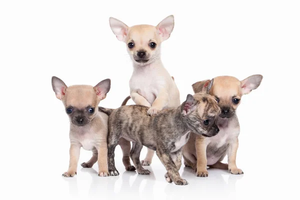 Köpek. Beyaz arka plan üzerinde Chihuahua köpek yavrusu — Stok fotoğraf