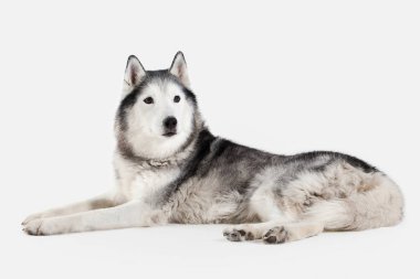 Köpek. Siberian dış yapraklar beyaz arka plan üzerinde
