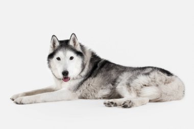 Köpek. Siberian dış yapraklar beyaz arka plan üzerinde