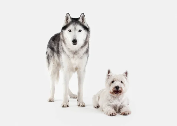 Pies. Siberian Husky i West Highland White Terrier na biały bac — Zdjęcie stockowe