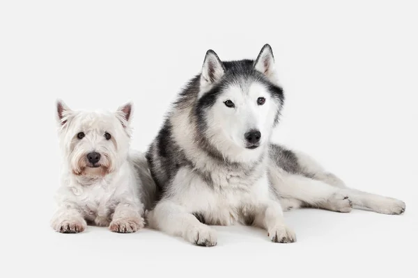 Perro. Husky siberiano y West Highland White Terrier sobre bac blanco —  Fotos de Stock