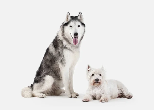 Perro. Husky siberiano y West Highland White Terrier sobre bac blanco —  Fotos de Stock