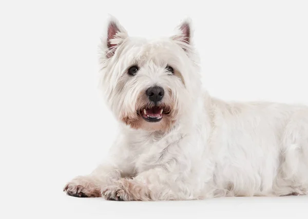 Dog. West Highland White Terrier on white background — Stock Photo, Image