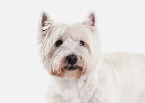 Hond. West Highland White terriër op witte achtergrond — Stockfoto