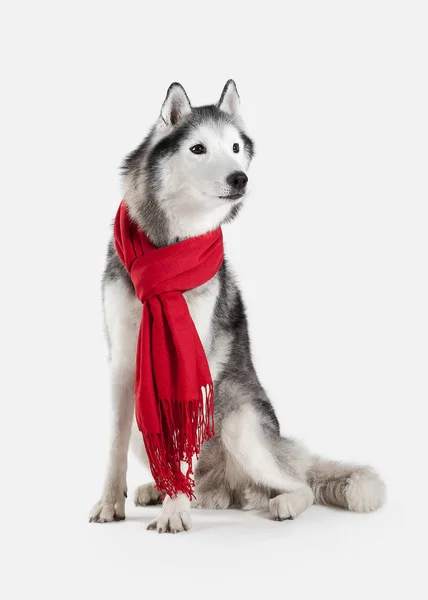 Köpek. Siberian dış yapraklar beyaz arka plan üzerinde — Stok fotoğraf