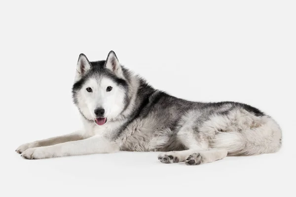 Hund. Siberian Husky auf weißem Hintergrund — Stockfoto