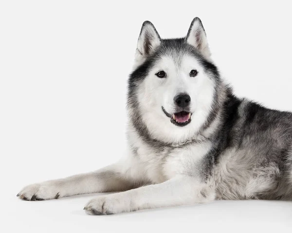 Cão. Husky siberiano no fundo branco — Fotografia de Stock