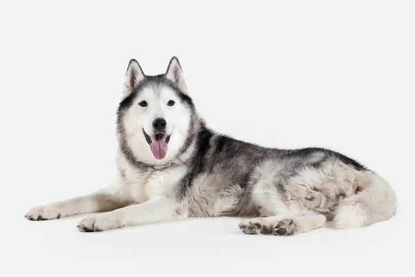 Hond. Siberische Husky op witte achtergrond — Stockfoto