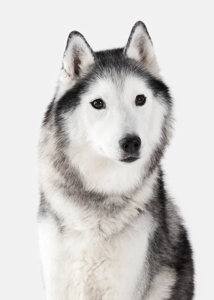 Hund. Siberian Husky på vit bakgrund — Stockfoto