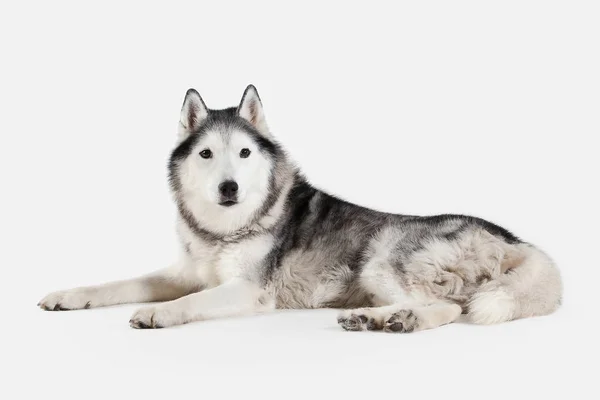 Perro. Husky siberiano sobre fondo blanco — Foto de Stock