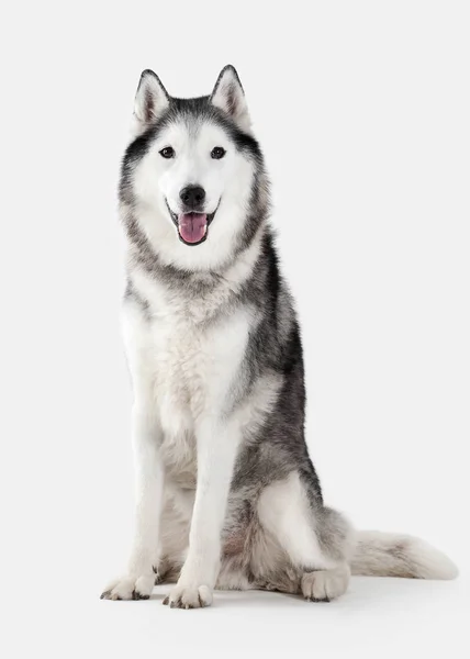 Hond. Siberische Husky op witte achtergrond — Stockfoto