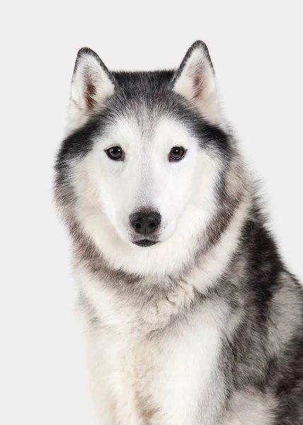 Chien. Husky sibérien sur fond blanc — Photo