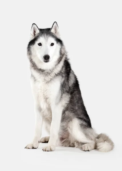 Kutya. Szibériai Husky, fehér háttér — Stock Fotó