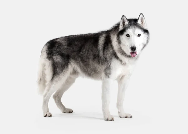 Cão. Husky siberiano no fundo branco — Fotografia de Stock