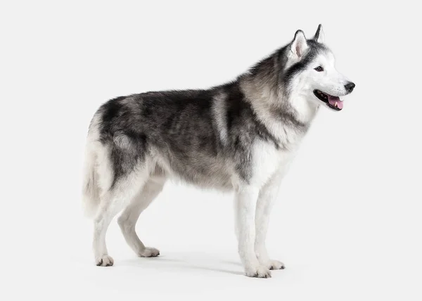 Kutya. Szibériai Husky, fehér háttér — Stock Fotó