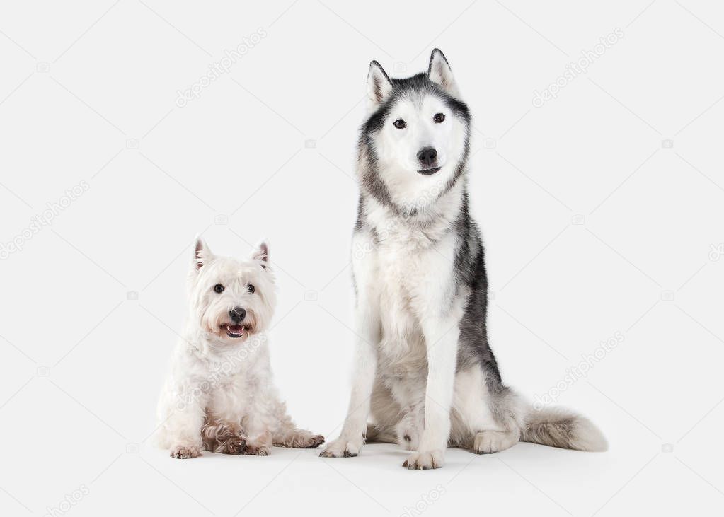 Dog. Siberian Husky and West Highland White Terrier on white bac