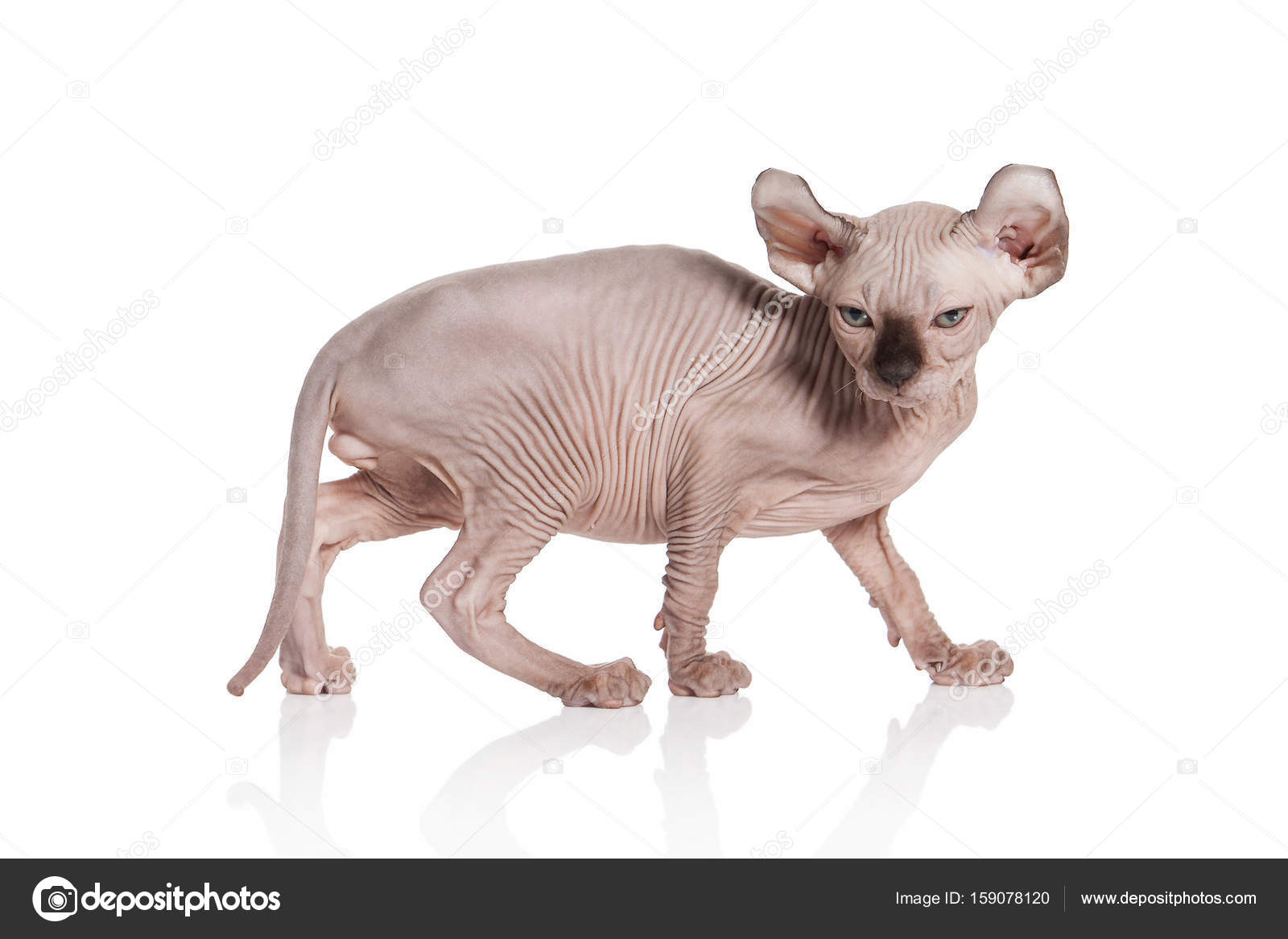 Kot Elf Kot Kitten Na Białym Tle Zdjęcie Stockowe Dionoanomalia