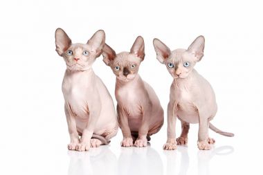 Kedi. Kanada sphynx kedi yavru kedi beyaz arka plan üzerinde