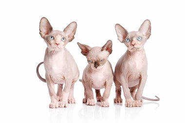 Kedi. Kanada sphynx kedi yavru kedi beyaz arka plan üzerinde
