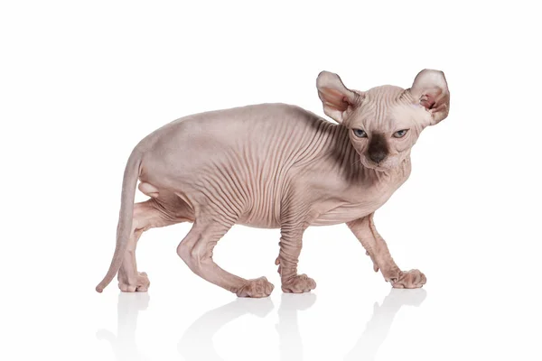 Gatto. Gattino elfo su sfondo bianco — Foto Stock